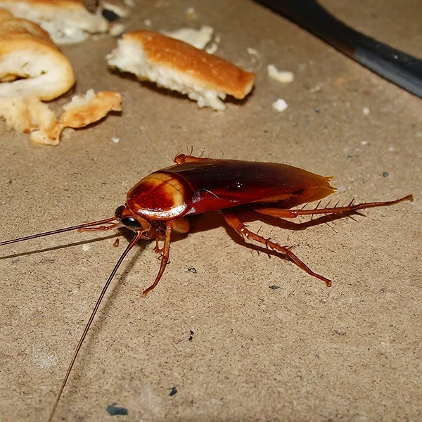 American Cockroach Pest Control Queen Creek AZ