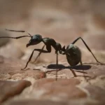 Ant Pest Control Queen Creek - San Tan Valley - Mesa - Gilbert - Chandler AZ