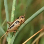 Cricket Pest Control Queen Creek - San Tan Valley - Mesa - Gilbert - Chandler AZ