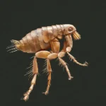 Flea Pest Control Queen Creek - San Tan Valley - Mesa - Gilbert - Chandler AZ