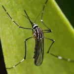 Mosquito Pest Control Queen Creek - San Tan Valley - Mesa - Gilbert - Chandler AZ