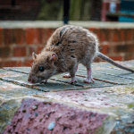Rat - Rodent Control Queen Creek AZ