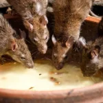 Rodent Pest Control Queen Creek - San Tan Valley - Mesa - Gilbert - Chandler AZ