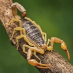 Scorpion Pest Control Queen Creek - San Tan Valley - Mesa - Gilbert - Chandler AZ