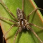 Spider Pest Control Queen Creek Mesa Gilbert Chandler AZ