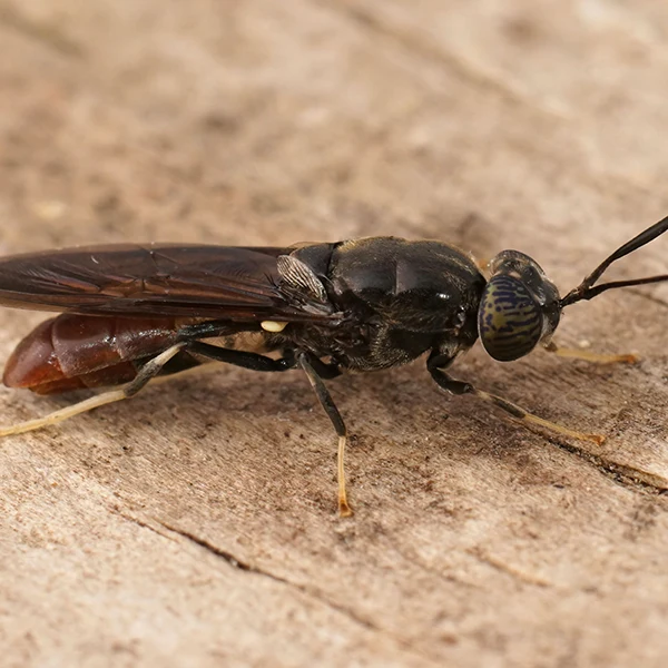Spider Wasp Pest Control Queen Creek - San Tan Valley - Mesa - Gilbert - Chandler AZ