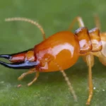 Termite Pest Control Queen Creek Mesa Gilbert Chandler AZ