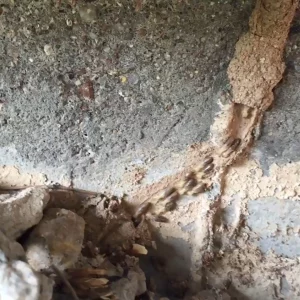Signs of Termites - Termites in a tube