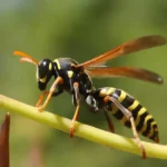 Wasp Pest Control Queen Creek - San Tan Valley - Mesa - Gilbert - Chandler AZ
