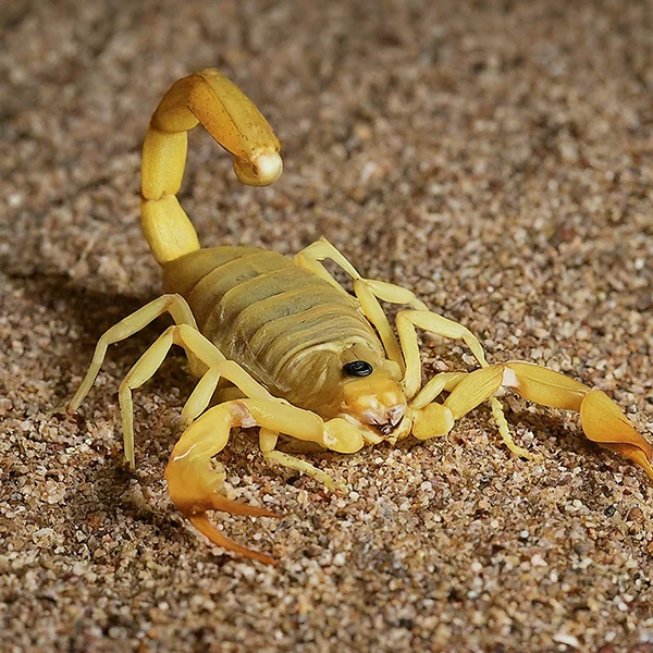 Yellow Ground Scorpion