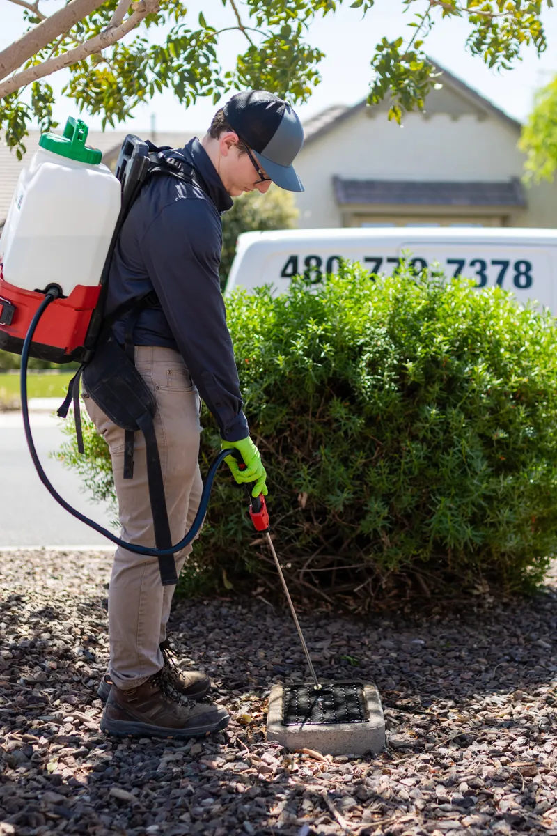 Pest and Weed Control Bi-Monthly Service by All Clear Pest Control in Queen Creek AZ